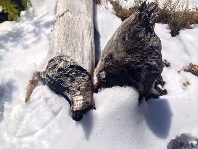 Beaver4.JPG