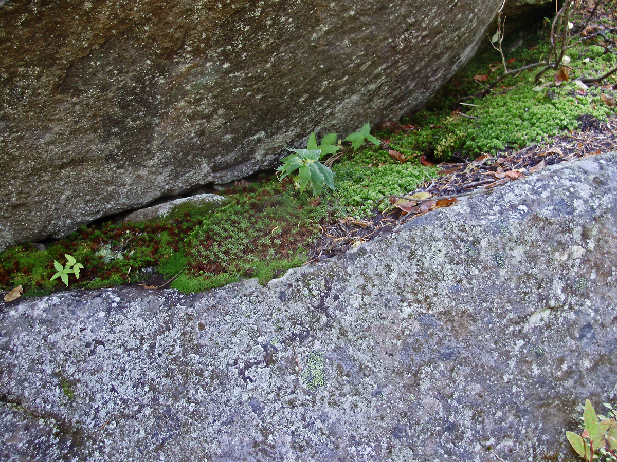 Rock_Garden-12.jpg