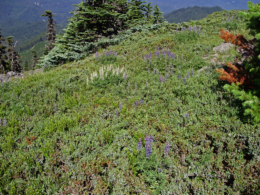 Lupinus_latifolius-39.jpg