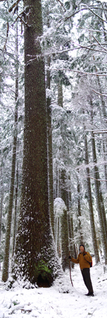 Donovan-treeA-1.jpg