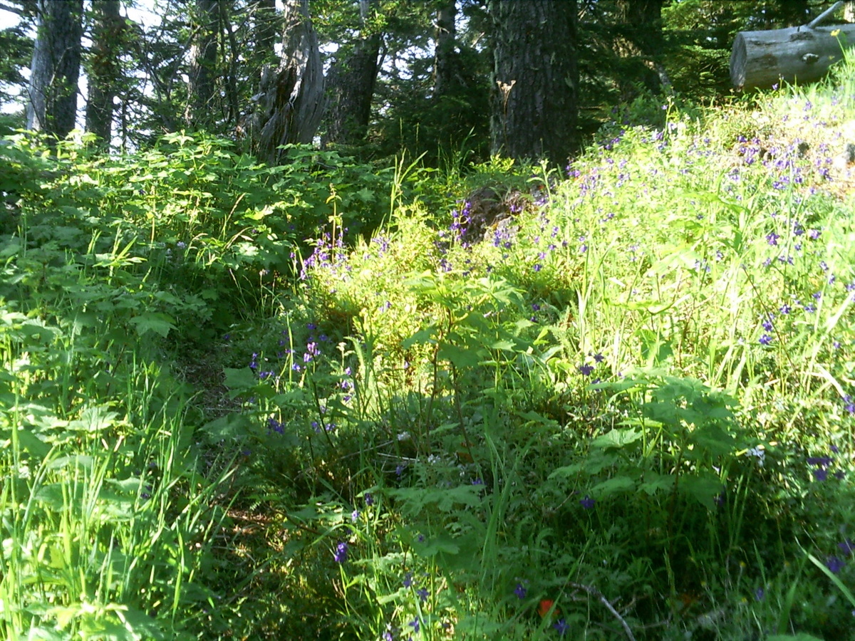 PICT0103.JPG