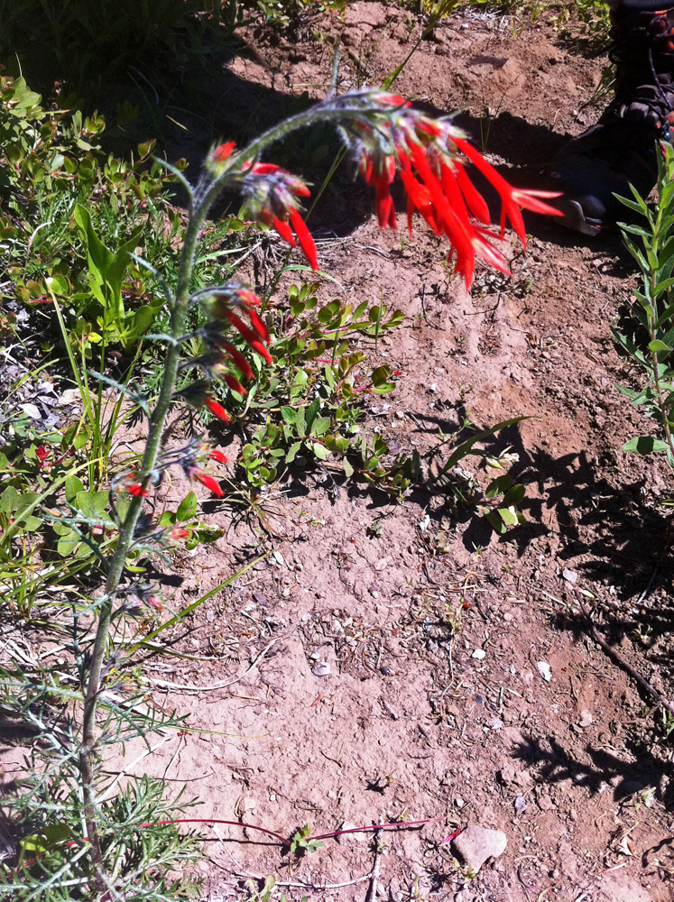 Gilia_aggregata-2097.jpg