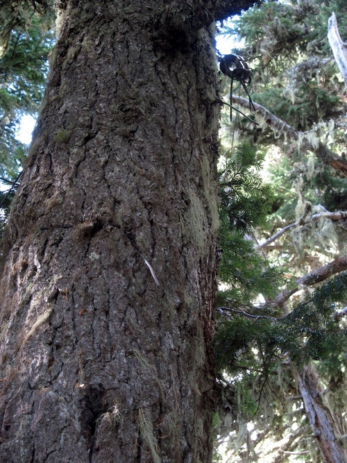 Collawash-Mtn-insulator.jpg