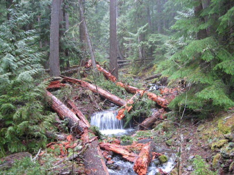 Switch Creek Jan '10