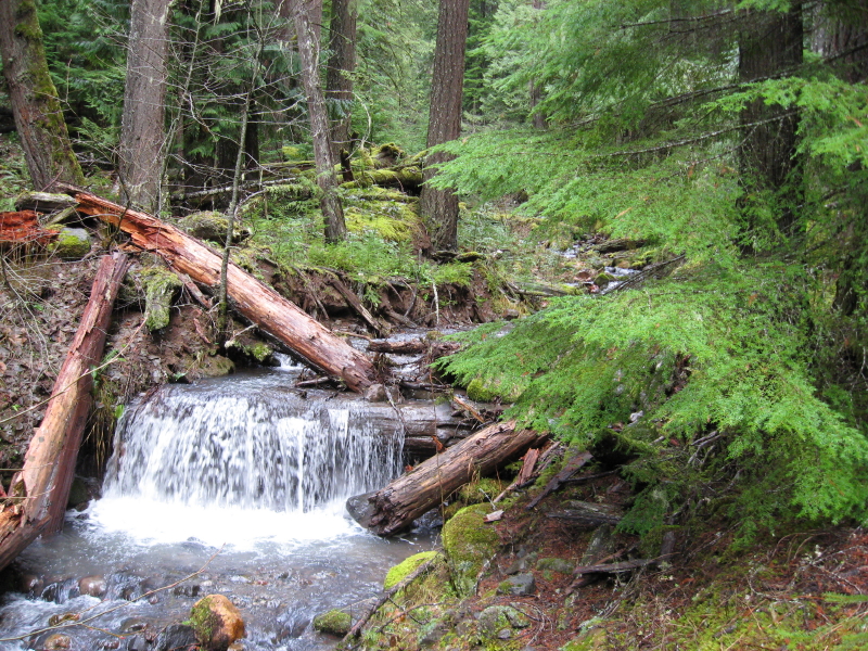 Switch Creek Dec 09