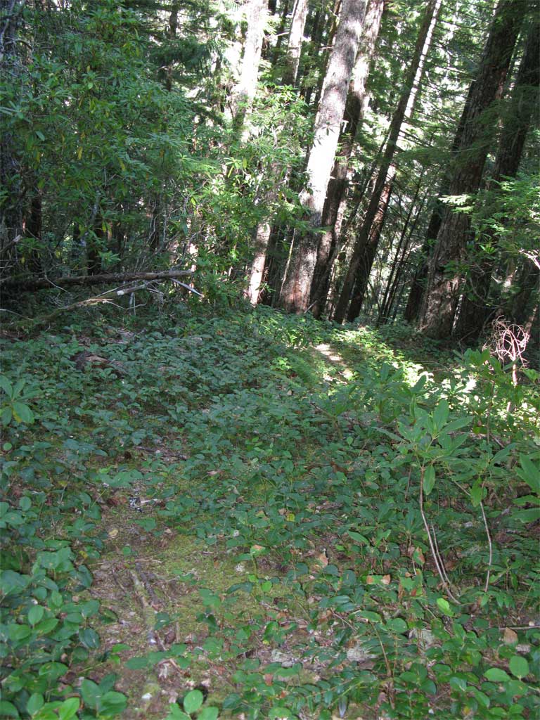 517Trail.jpg