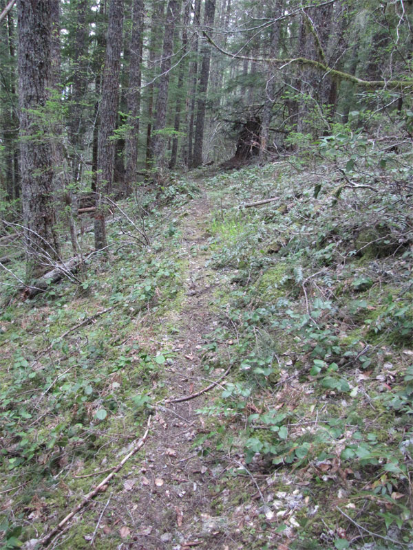 Trail