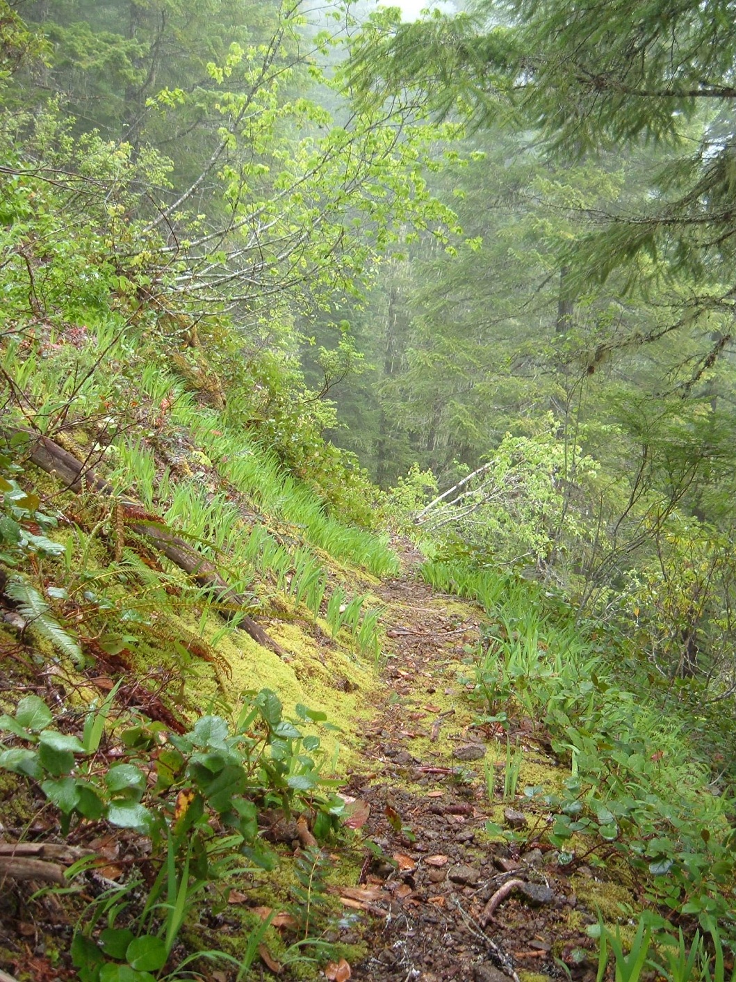 trail.jpg