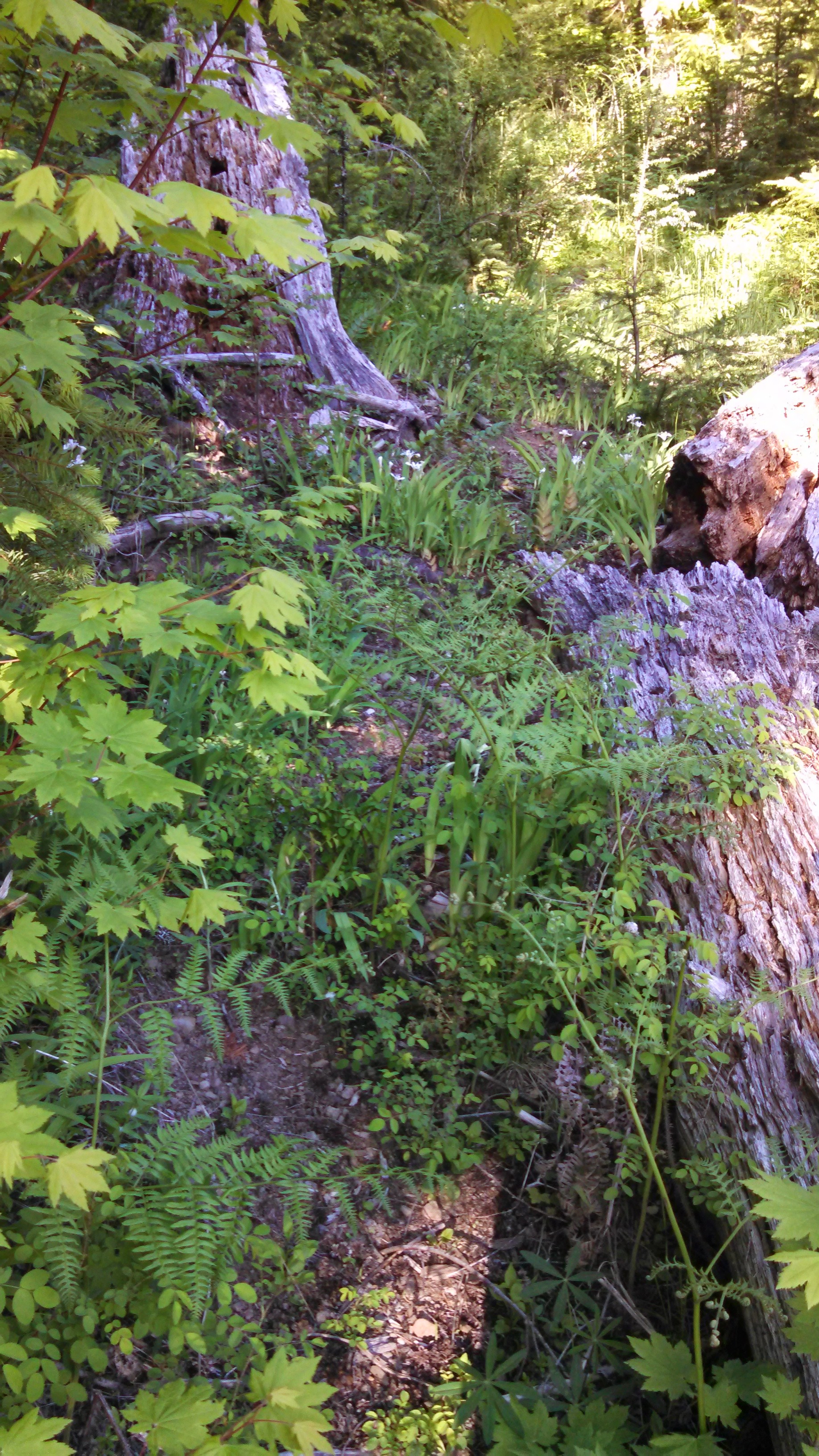 IMG_20140605_190728_189.jpg