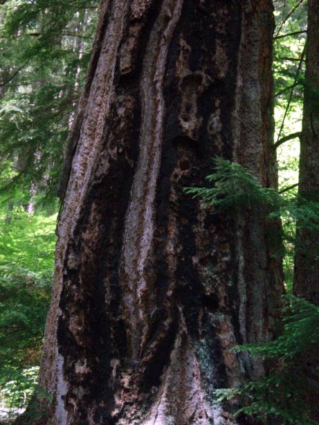 OldTree.jpg