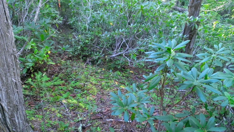 IMAG0581.jpg