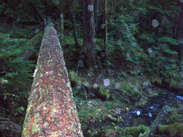 Switch Creek crossing