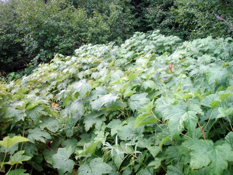 Thimbleberry overtaking the trail