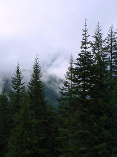 Mists on Old Baldy