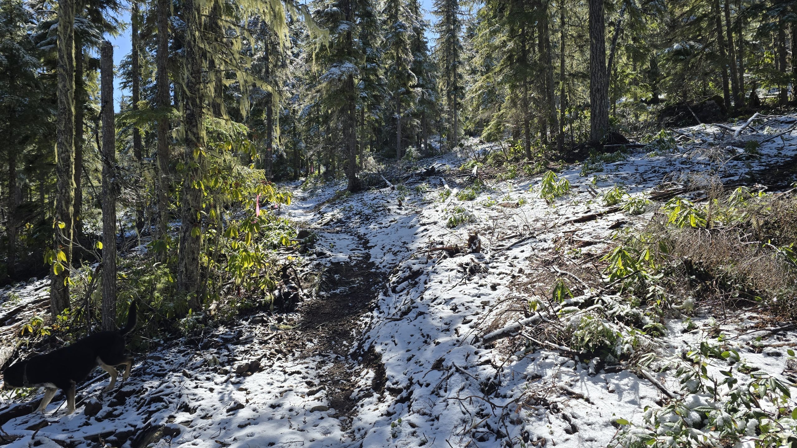 Fresh Snow on Burnt Granite Trail