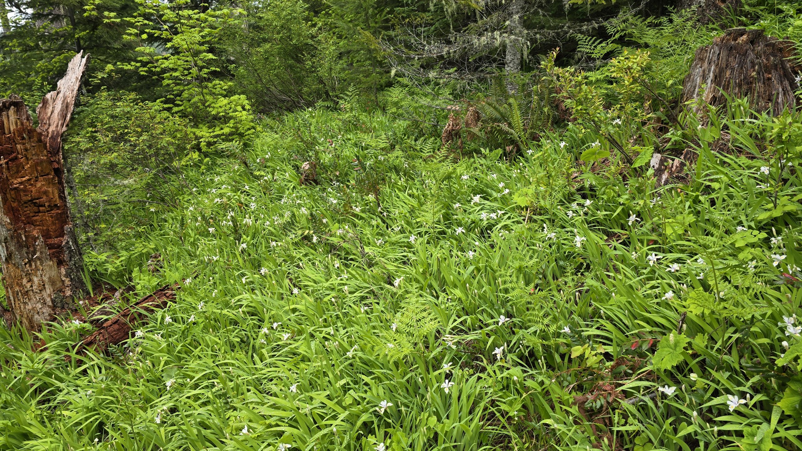 White Iris blooming on the White Iris Trail