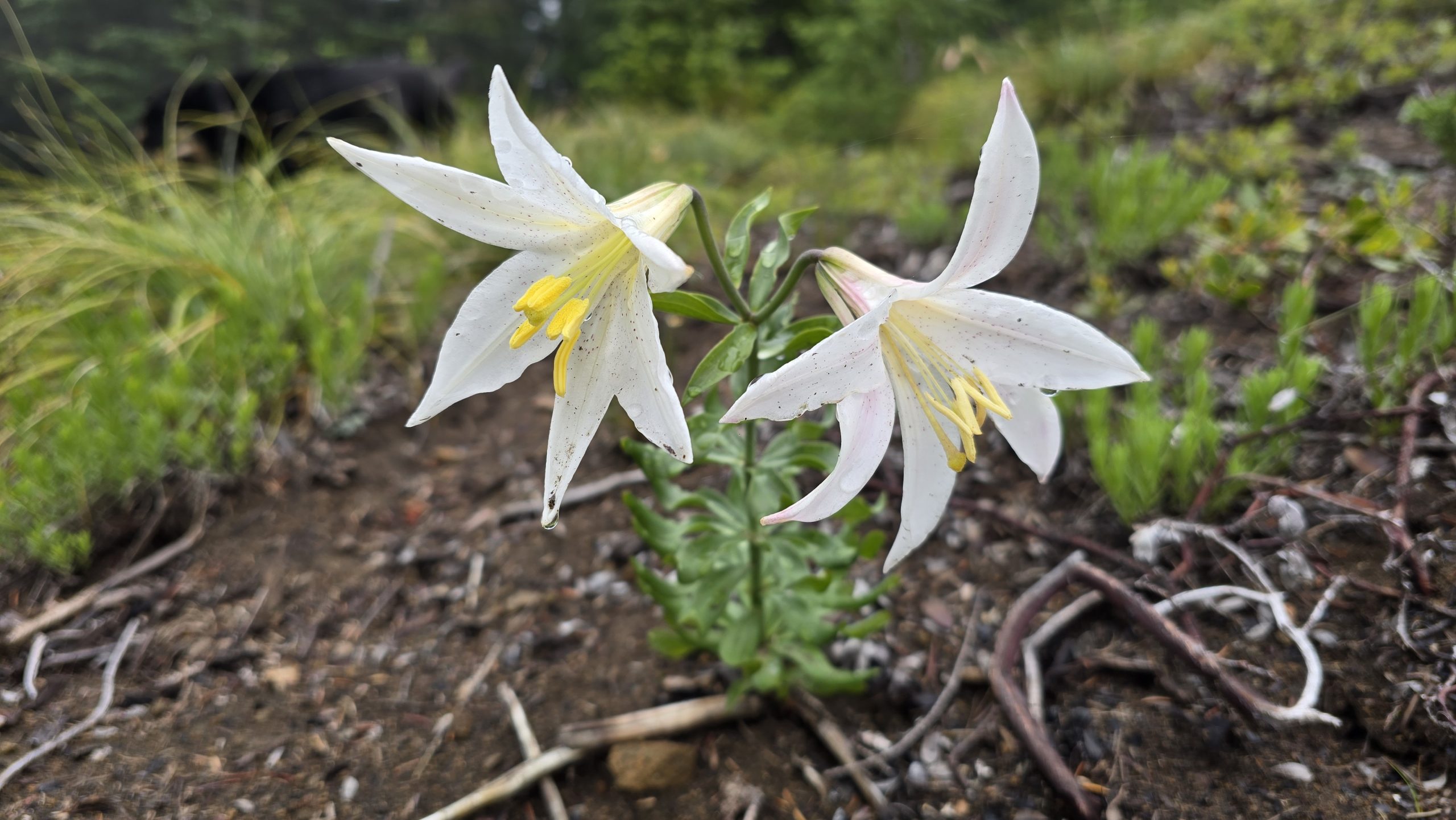 Lillies on the Baty Butte Trail