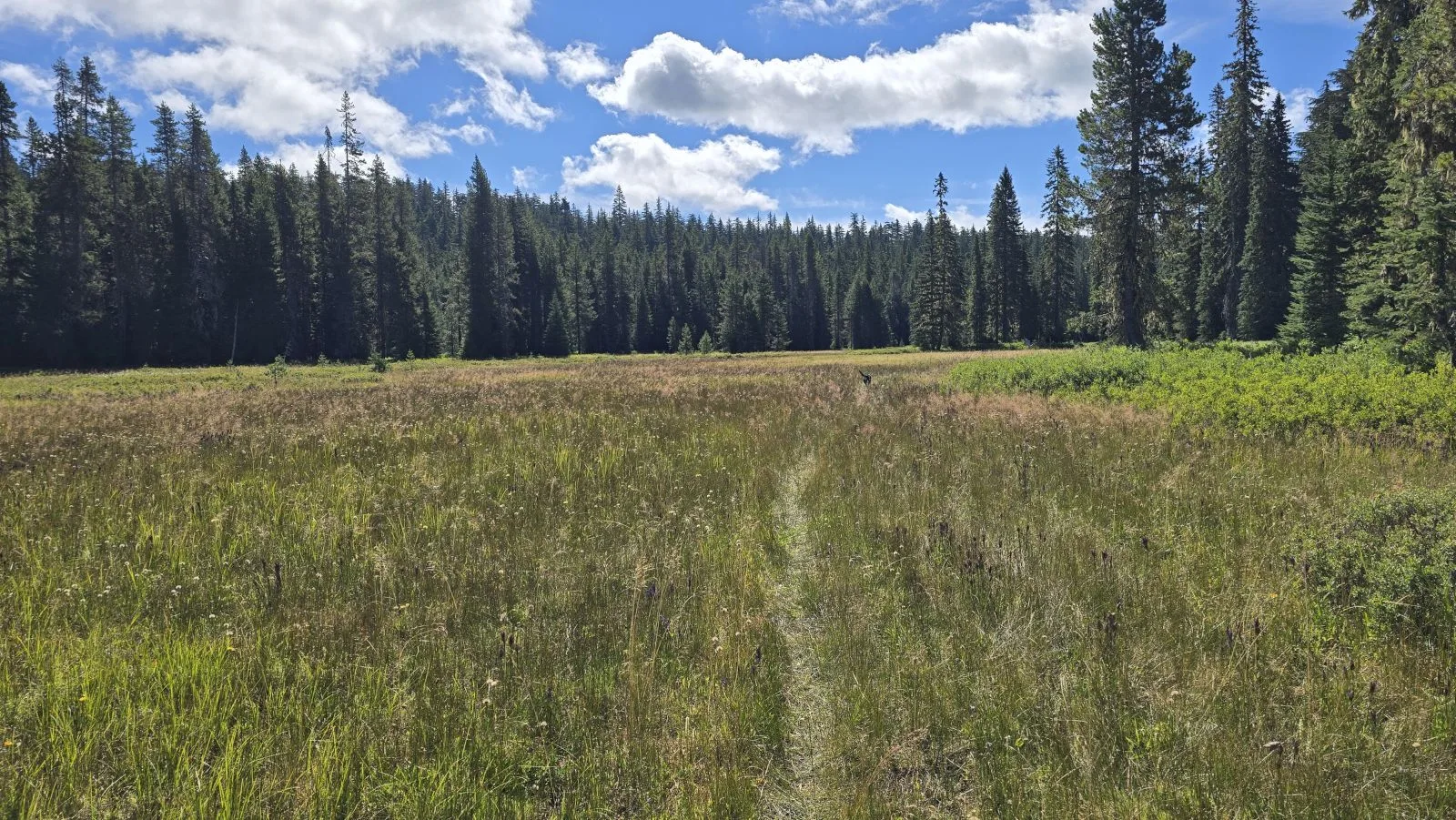 Interesting Blackwolf Meadows