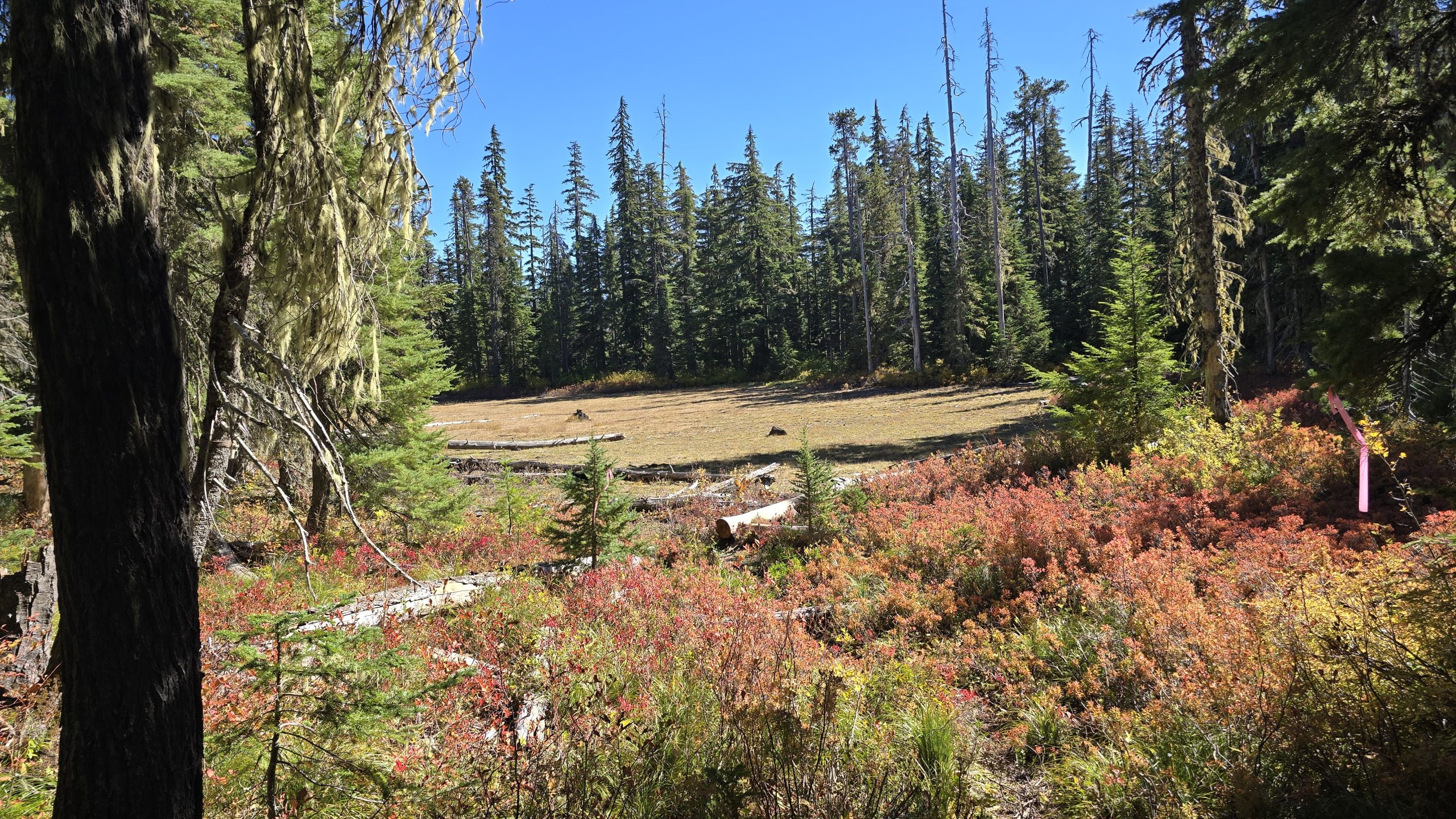 Olallie Lake from the Olallie Butte Trail