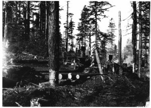 Donkey Logging - 1911
