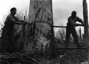 Springboard Logging - 1943
