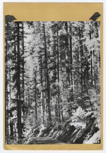 Trees near Oak Grove Work center-1947 - I believe these are along the pipeline road