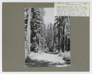 Trees North of Olallie Meadow-4220-1960