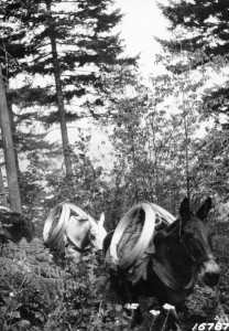 Pack Train With Telephone Wire