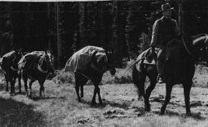 Pack Train Near Olallie - 1930s